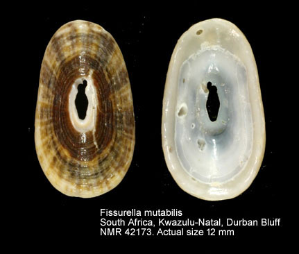 Fissurella mutabilis.jpg - Fissurella mutabilisG.B.Sowerby,1835